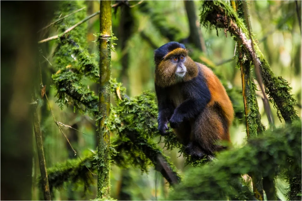 Birding in Mgahinga Gorilla National Park