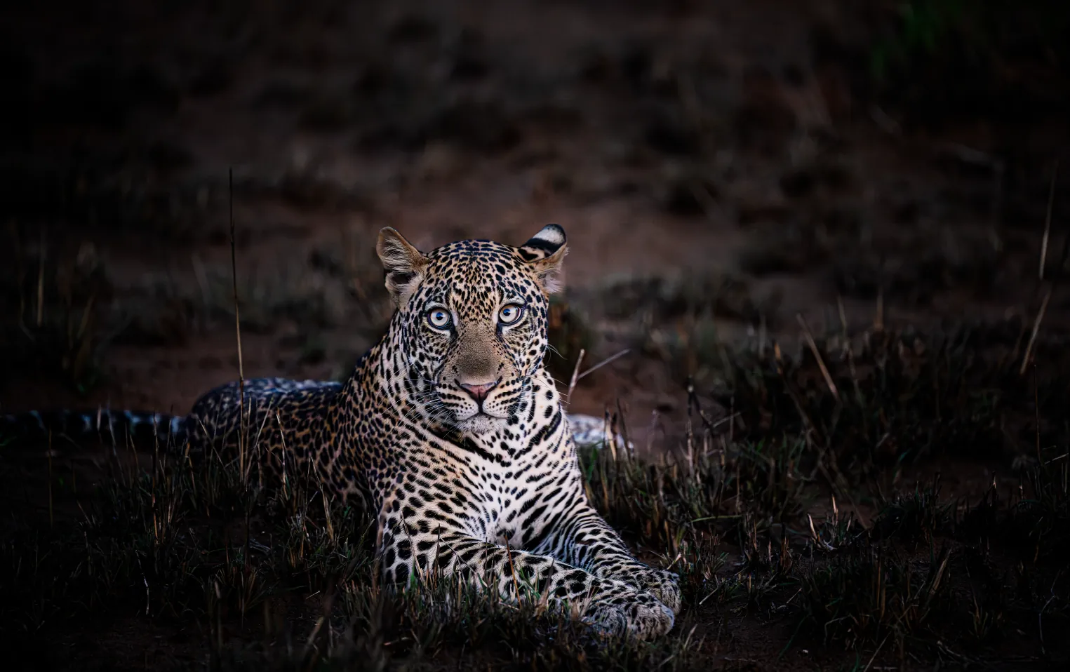 16 Days Uganda Big Five Wildlife, Chimps and Gorilla Hightlights Safari