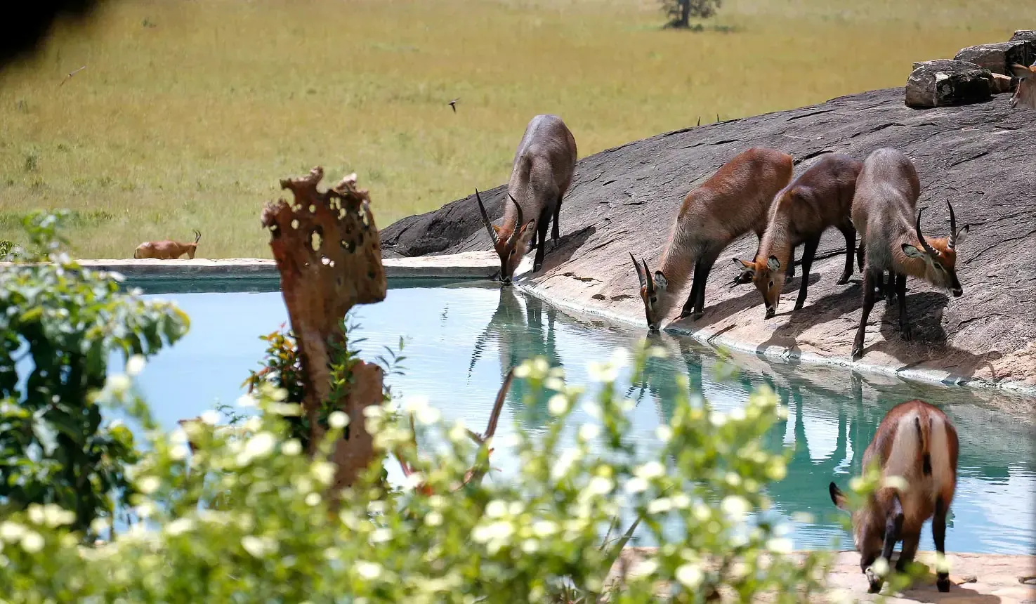 4 Days Kidepo Valley National Park Savannah Safari