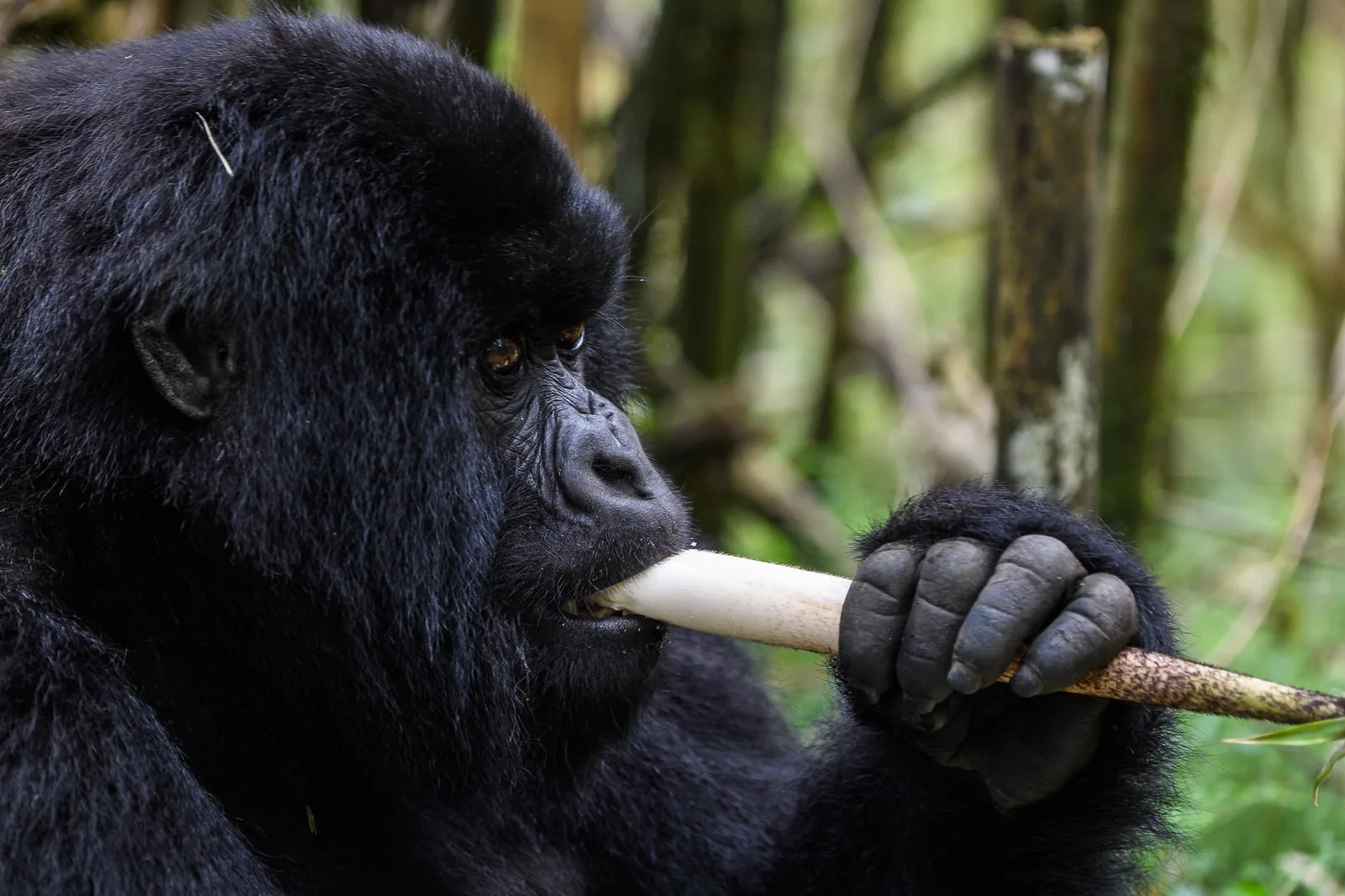 Rwanda safari destination