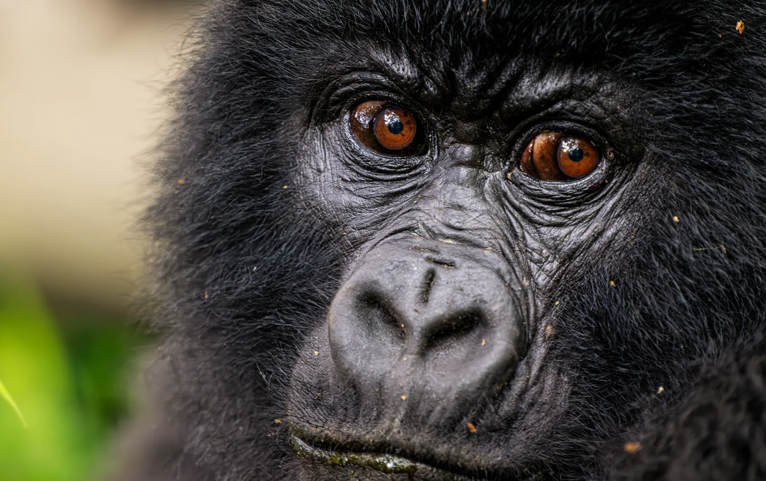 3 Days Bwindi Gorilla Trekking Safari