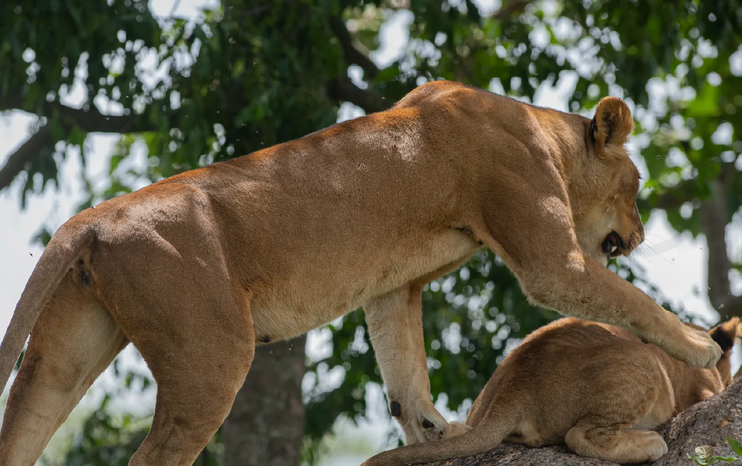 Uganda safari destination
