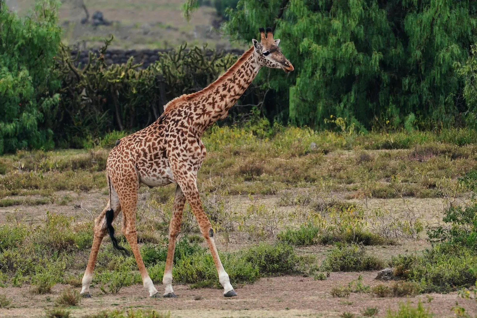 15 Days Classical Kenya Bush and Diani Coast Holiday