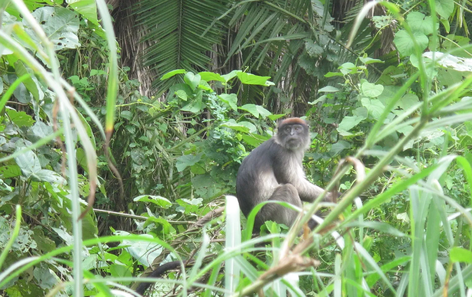 3 Days Kibale Chimpanzee Trek Safari