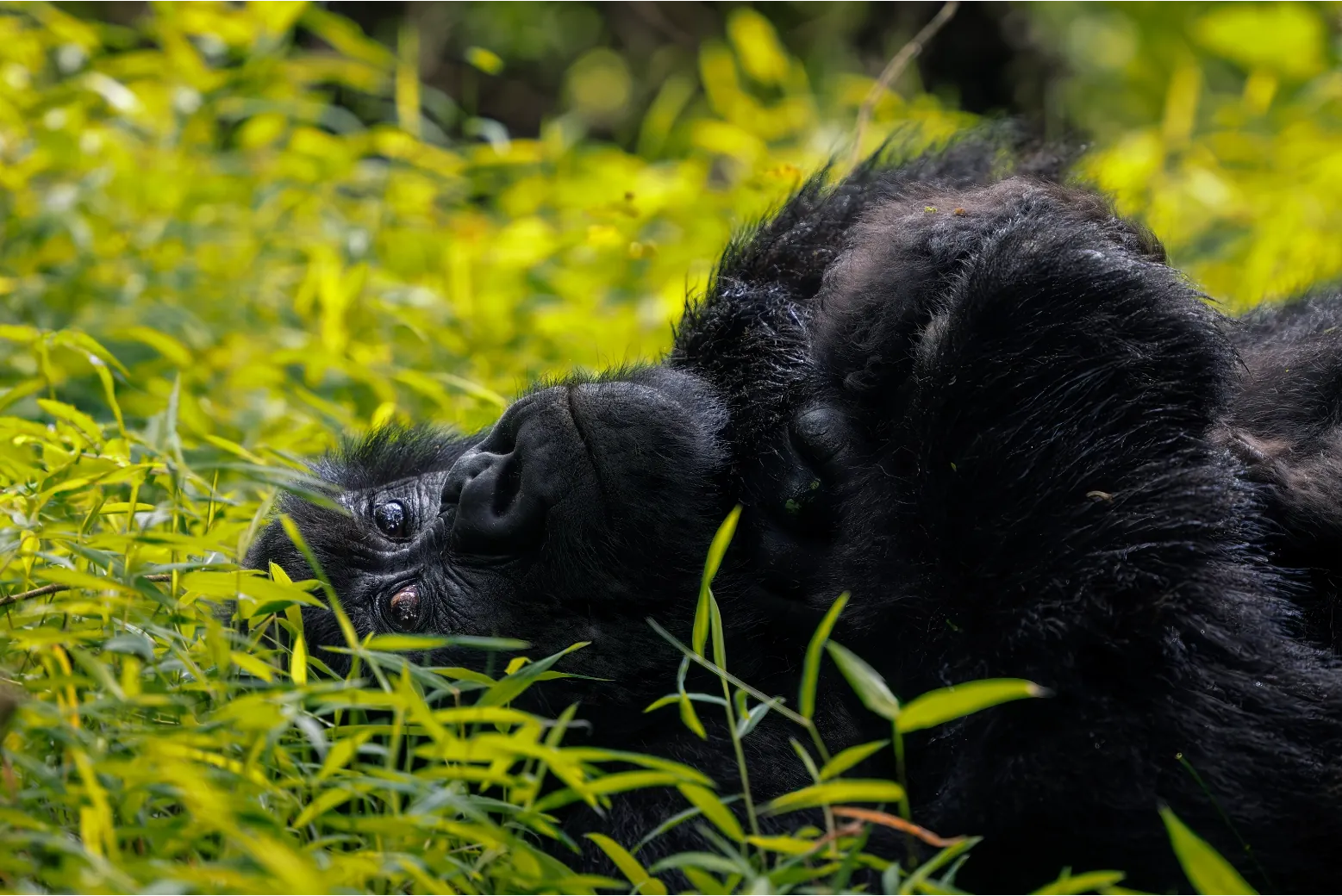 3 Days Bwindi Gorilla Trekking Safari