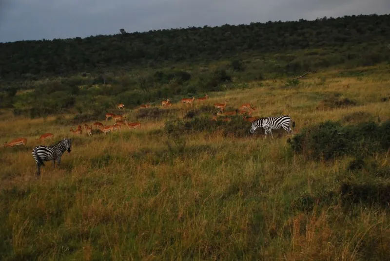 7 Days Rwanda Golden Monkeys, Big Five and Big Cats Safari