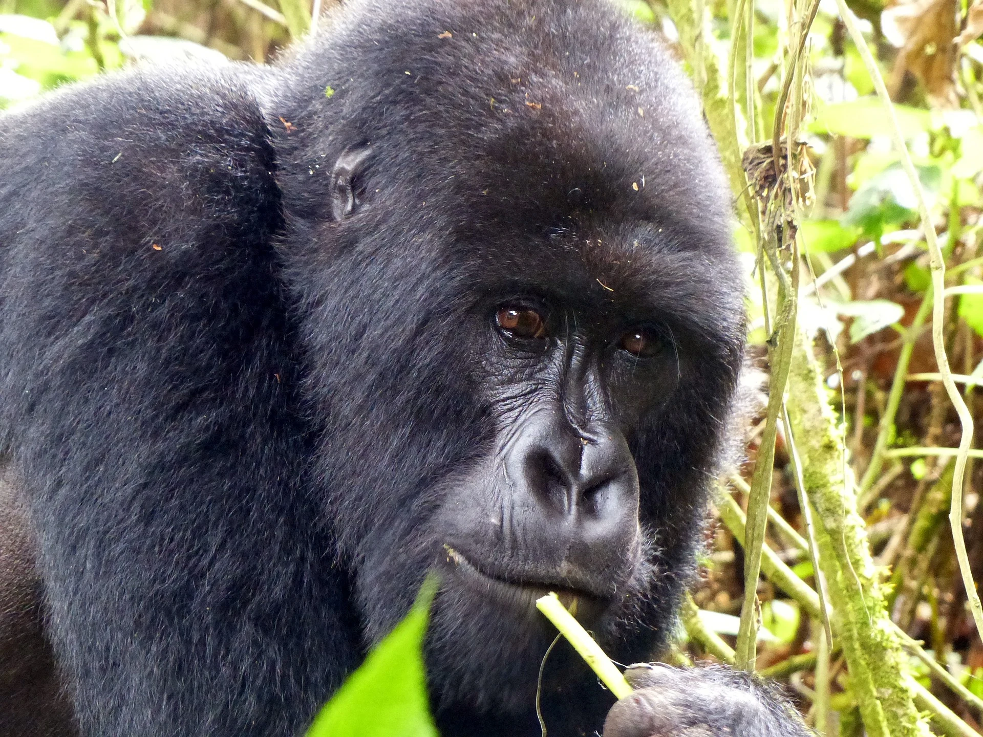 8 Days Rwanda Gorilla and Primates Adventure Safari