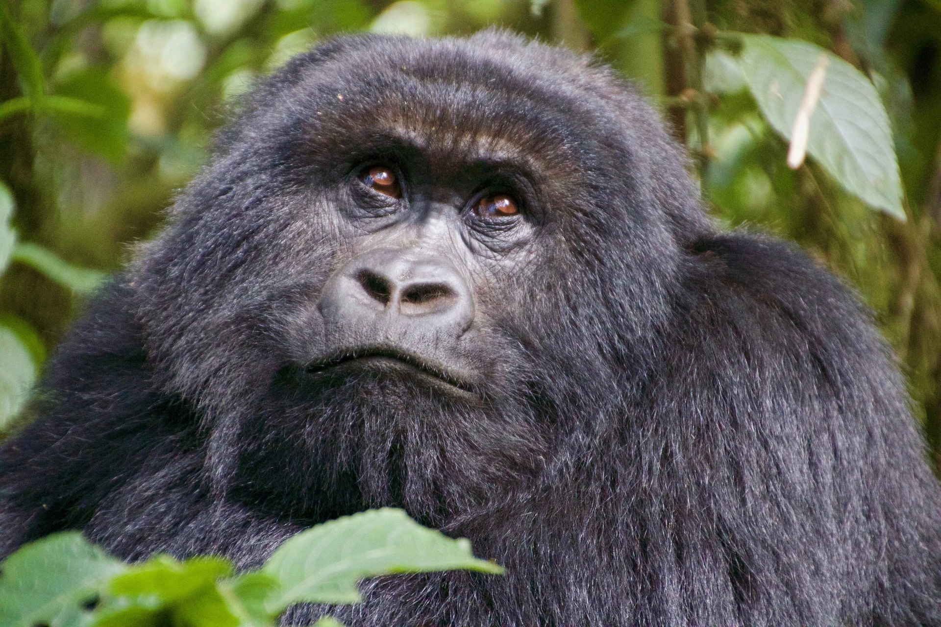 3 Days Nyungwe Forest Chimpanzees Tour