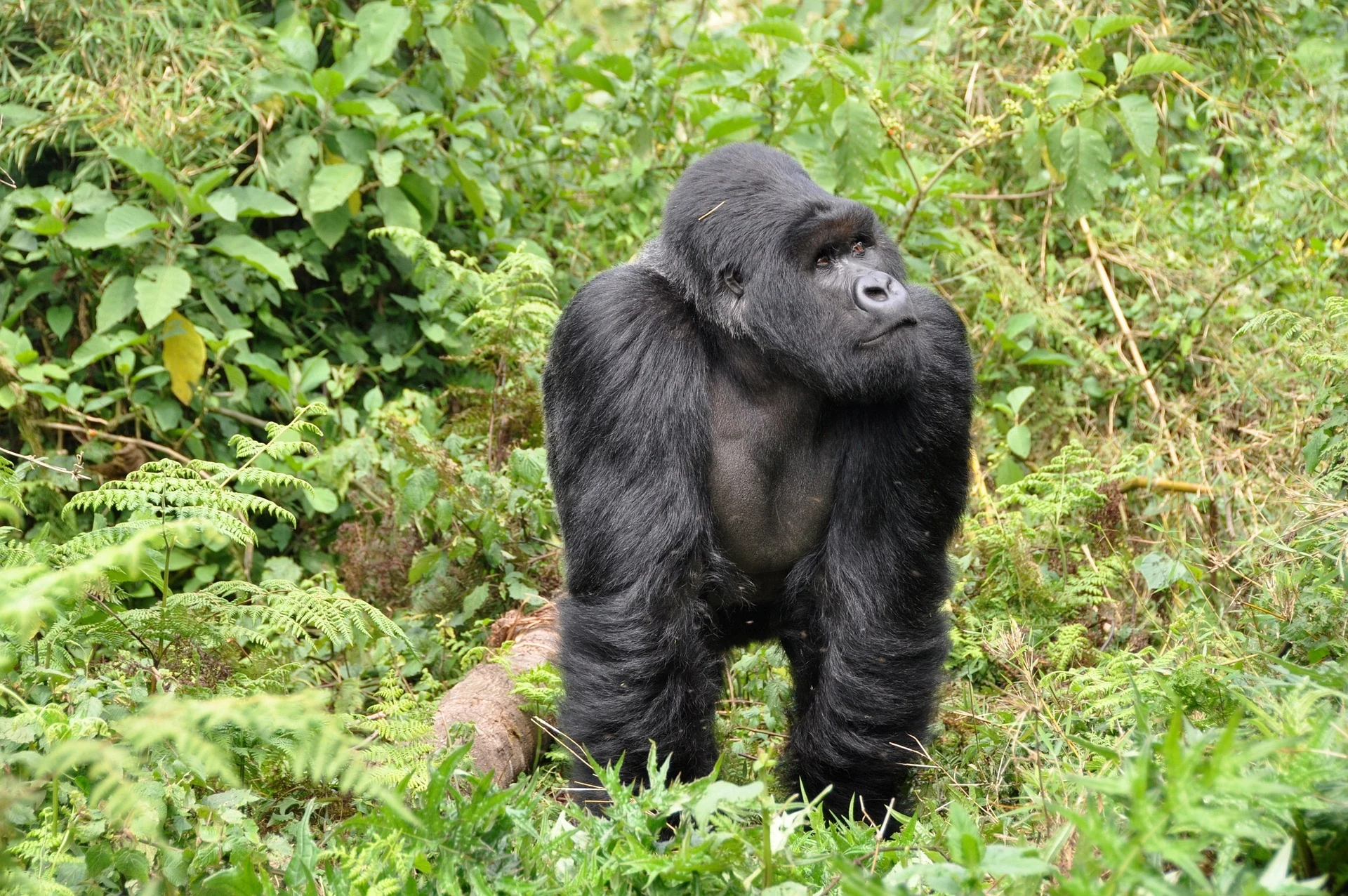 8 Days Rwanda Gorilla and Primates Adventure Safari