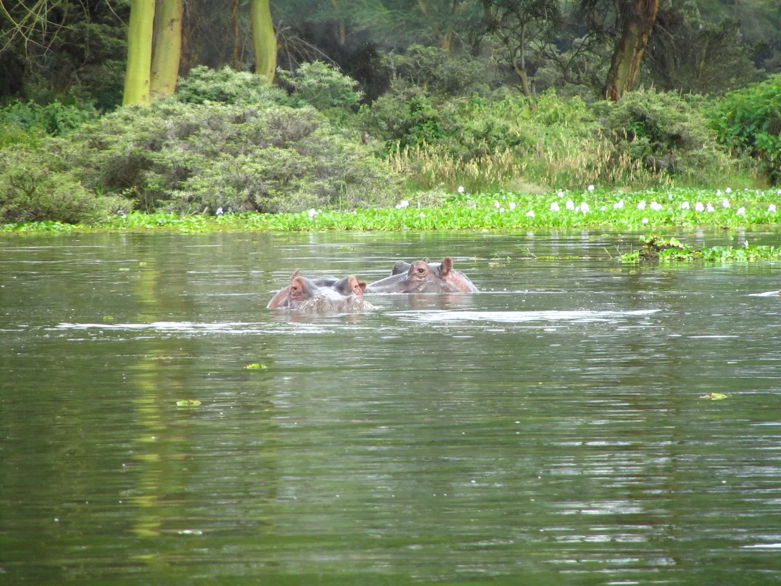 3 Day Akagera National Park Wildlife Tour