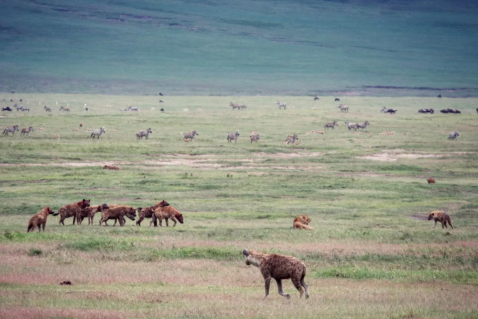 8 Days Classical Tanzania Safari