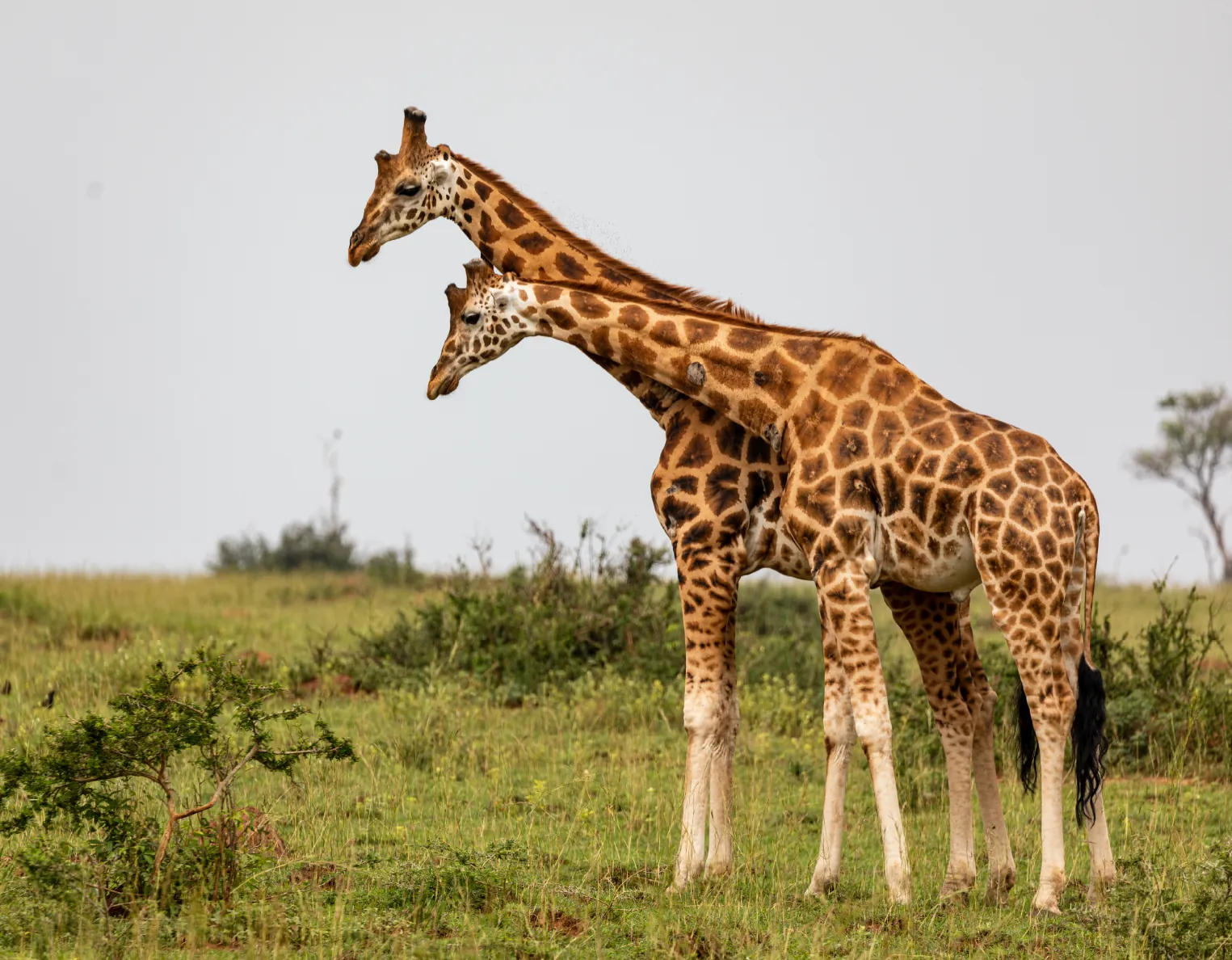 3 Days Murchison Falls Uganda Safari