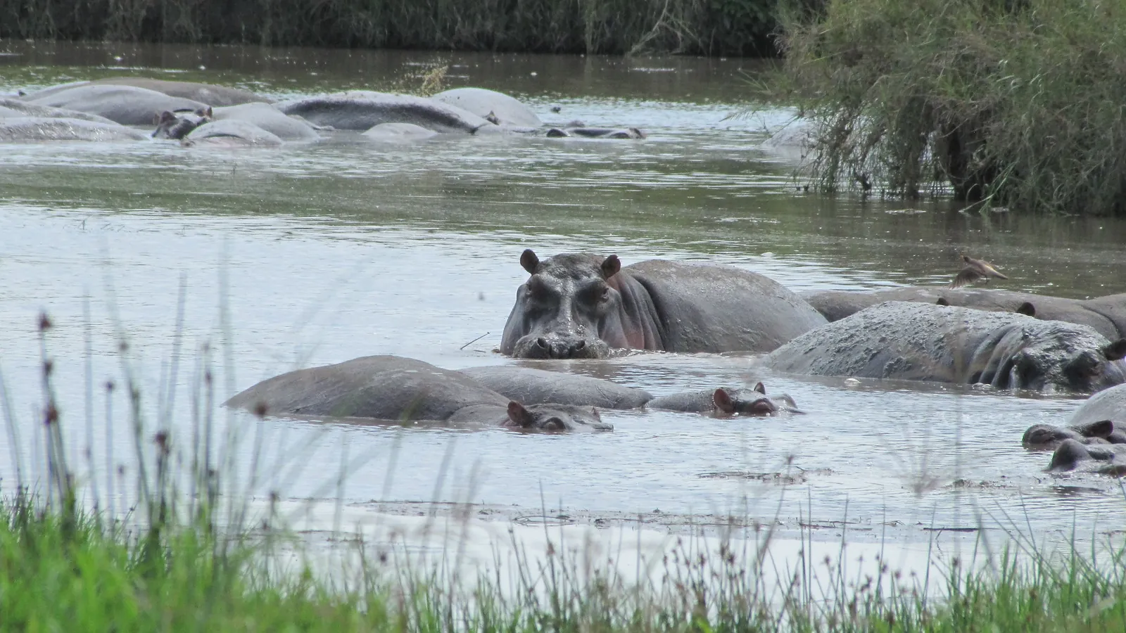 7 Days Wilderbeast Migration Tanzania Safari
