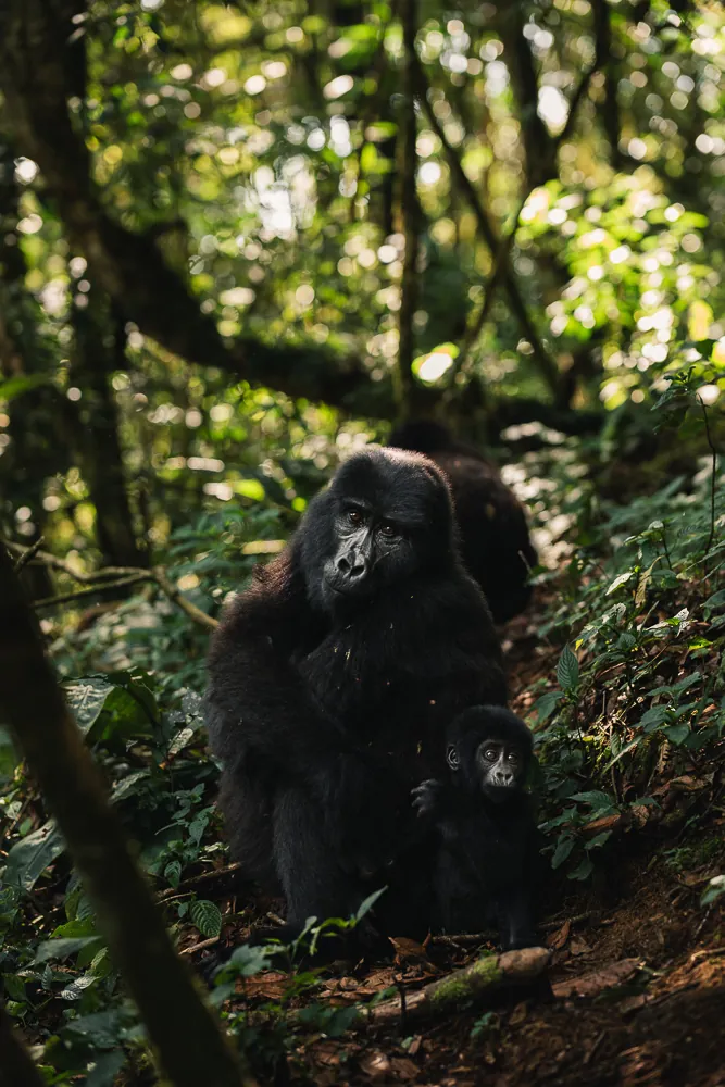 Sanctuary Gorilla Forest Camp
