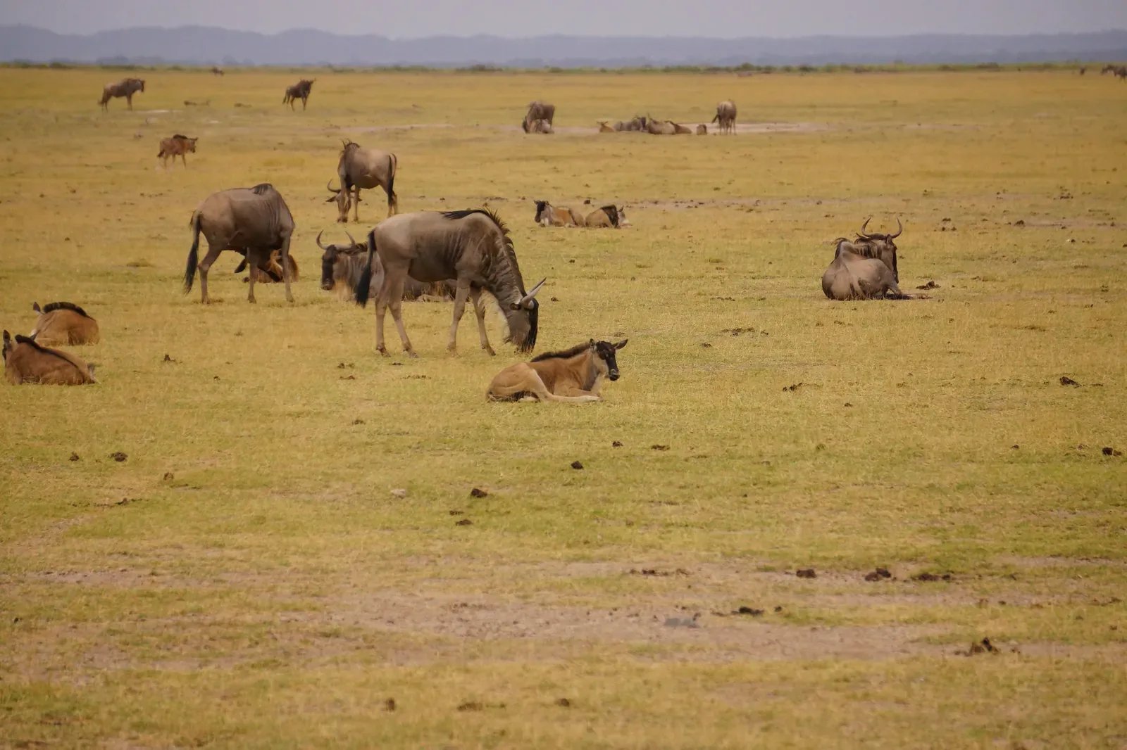 7 Days Best of Kenya Safari Holiday