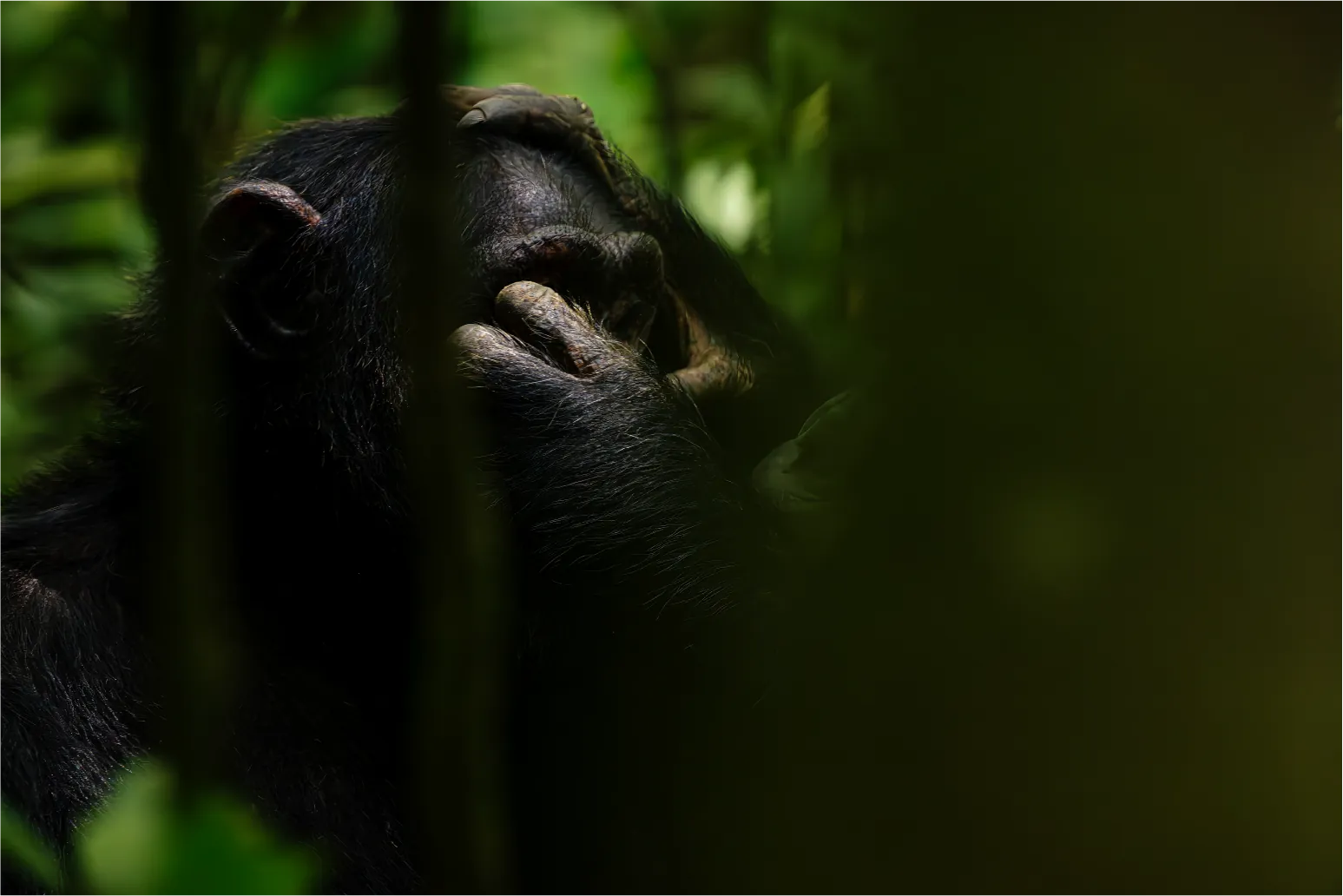 10 Day Uganda Bird Watching Safari