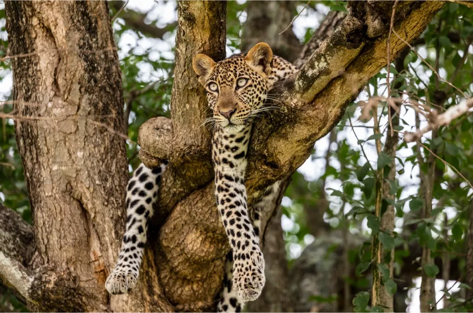 21 Days Uganda Mother Nature Wilderness Safari