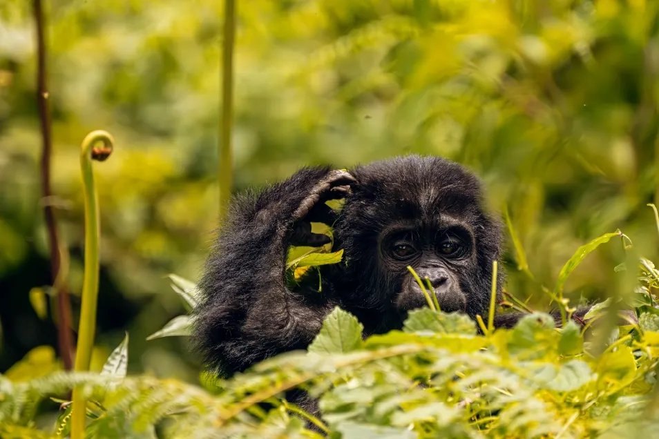 5 Day Primates, Gorilla and Chimpanzee Trekking Safari