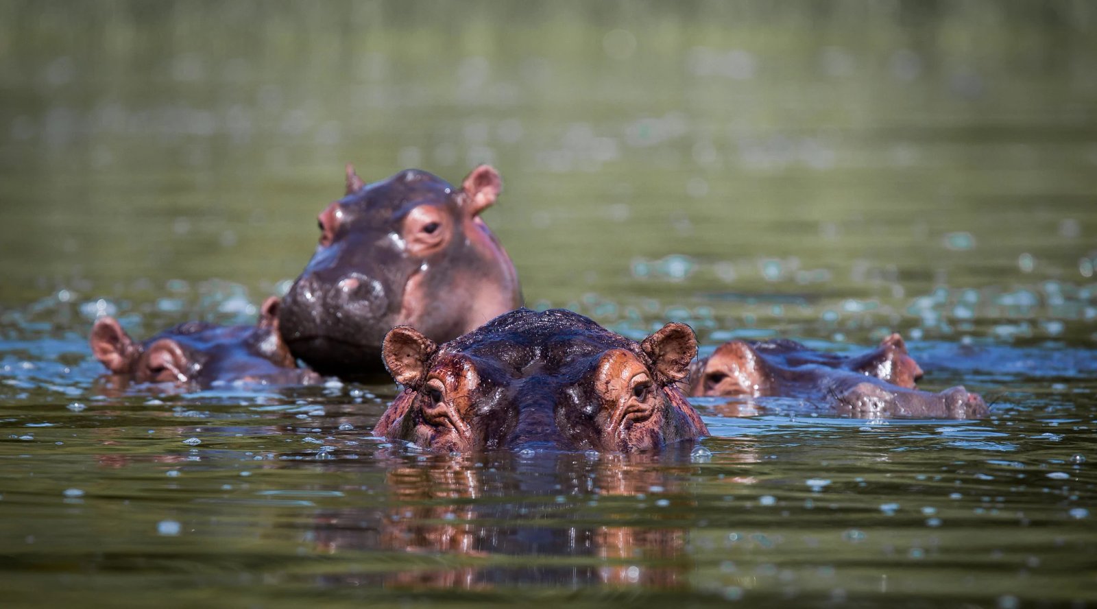 3 Day Akagera National Park Wildlife Tour