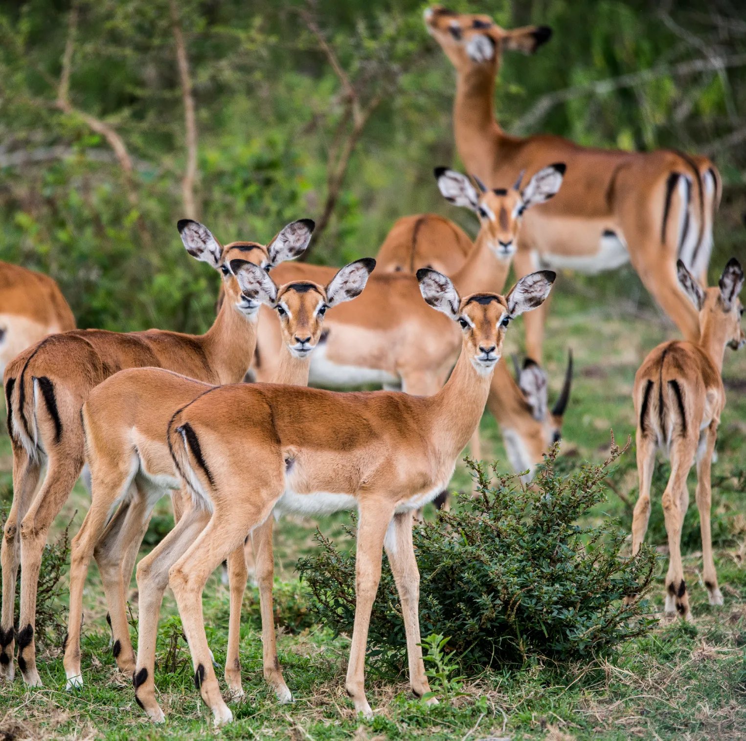 4 Days Kidepo Valley National Park Savannah Safari