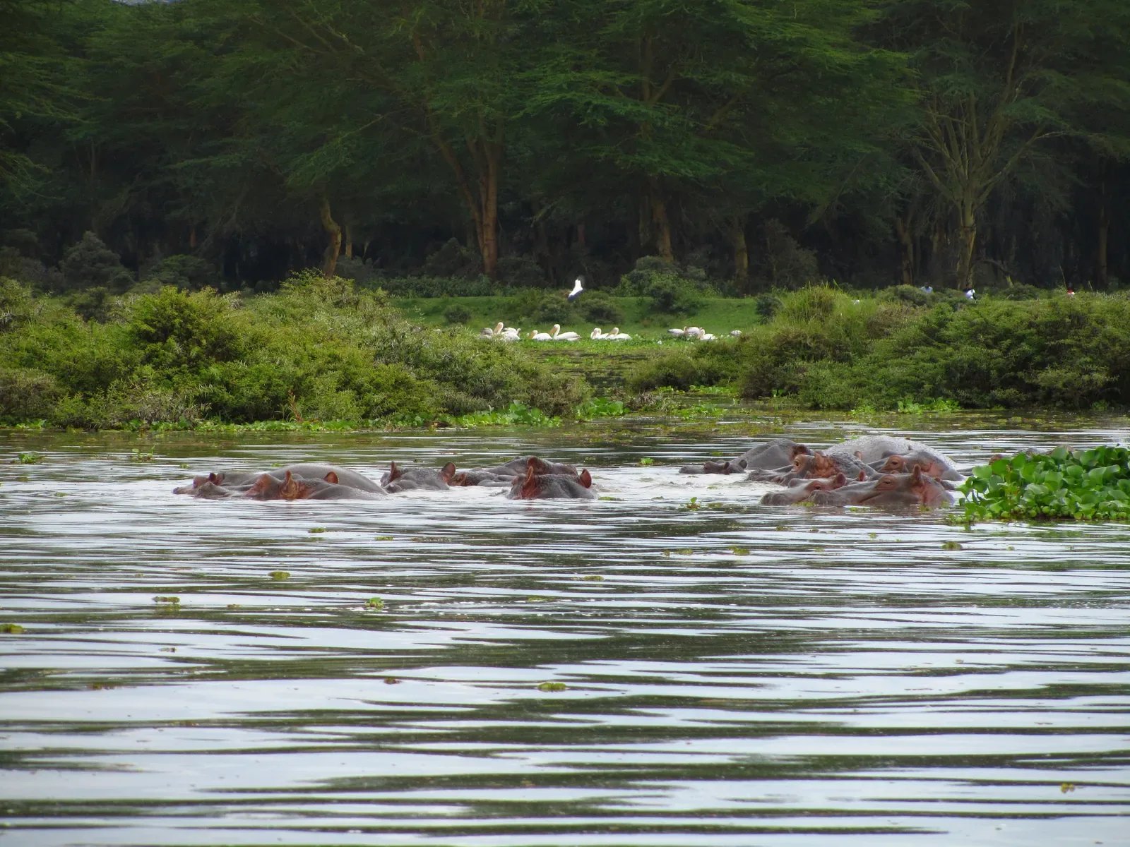 15 Days Classical Kenya Bush and Diani Coast Holiday