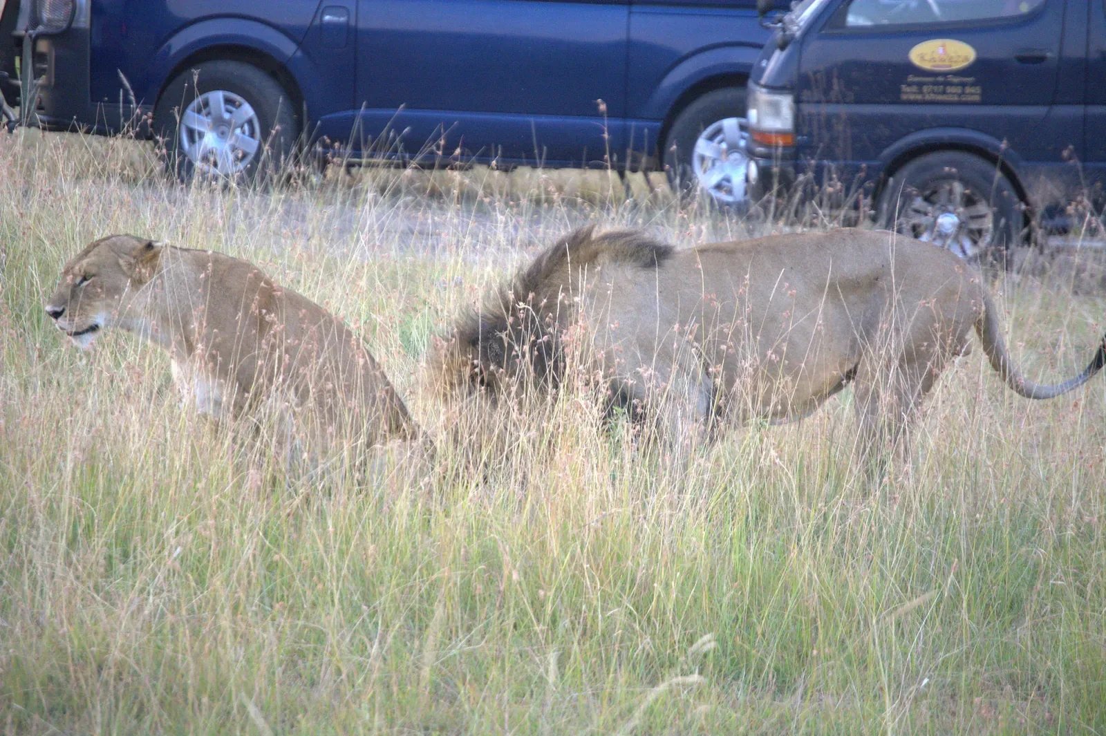 Kenya safari destination