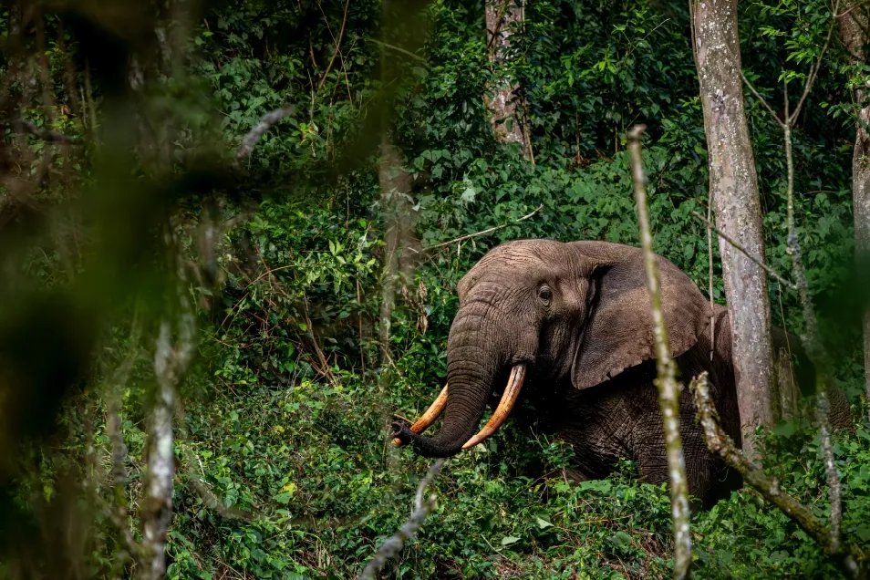 Uganda Wildlife Experiences