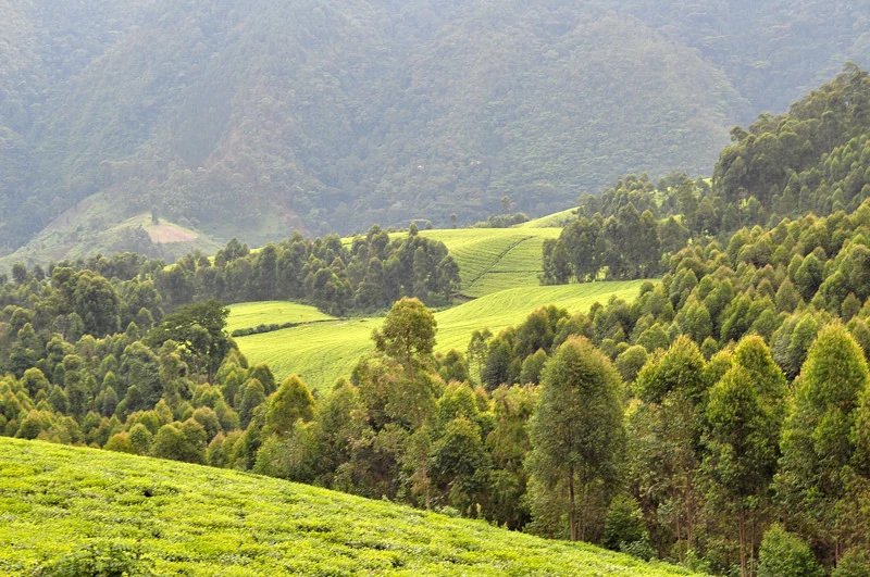 8 Days Rwanda Gorilla and Primates Adventure Safari
