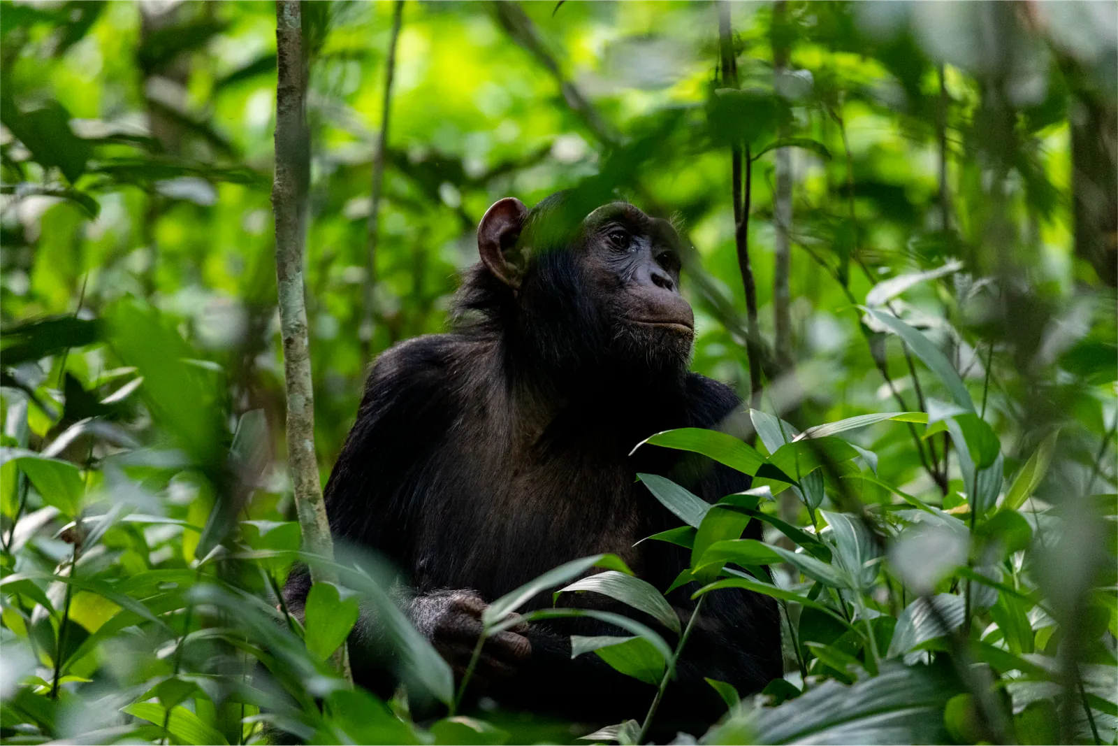 4 Days Chimps and Gorilla Safari Rwanda