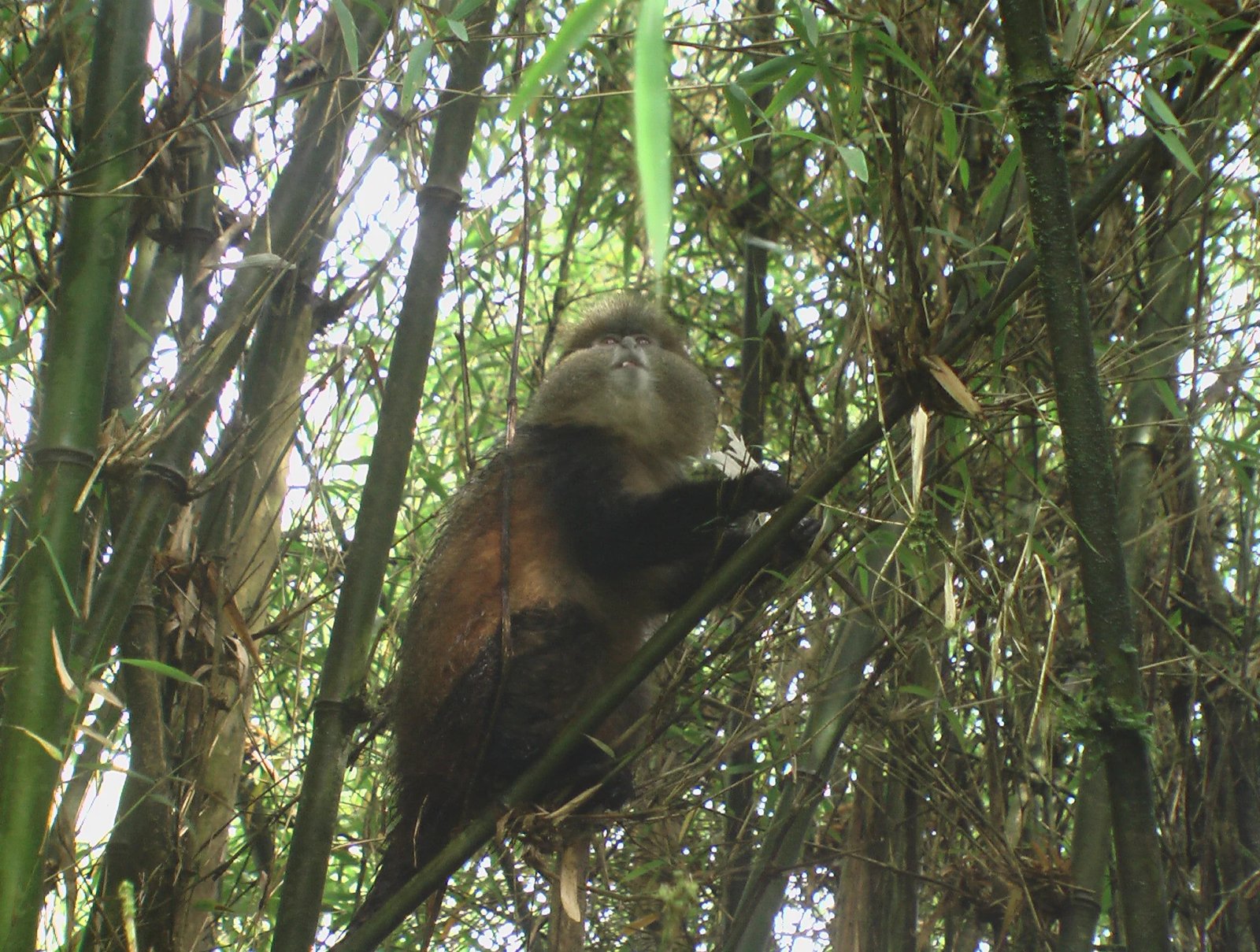 4 Days Chimps and Gorilla Safari Rwanda