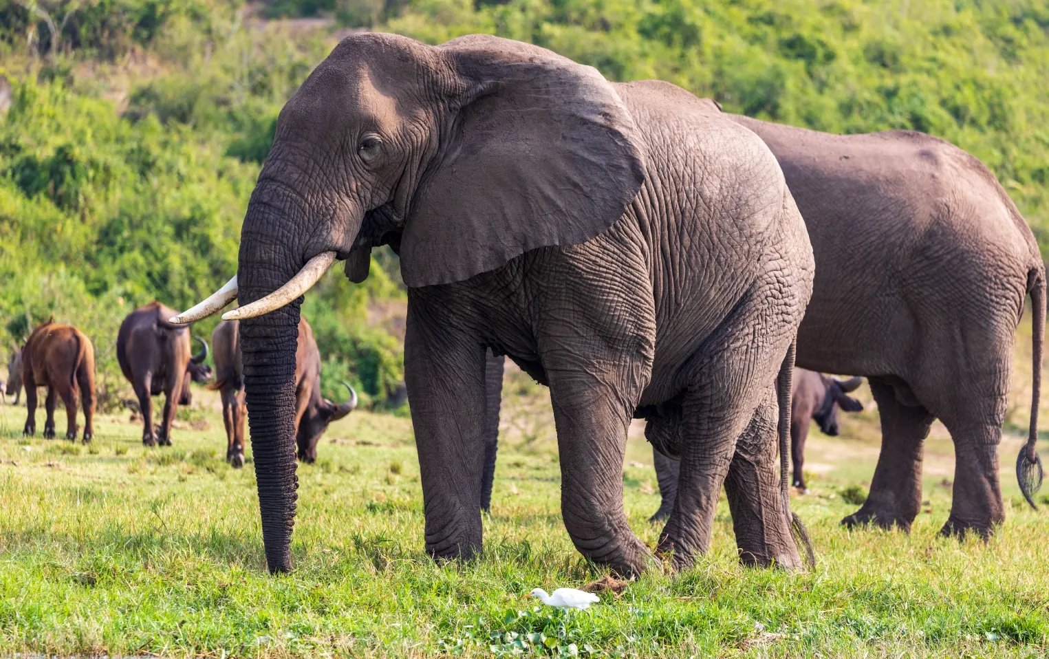 Plan your Uganda safari holiday