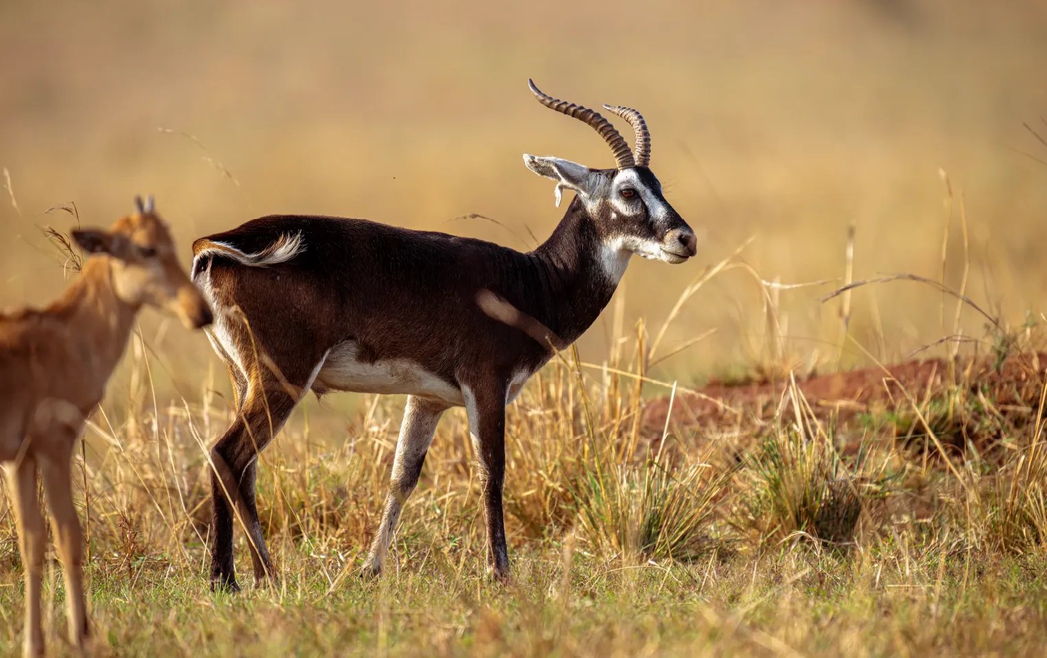 3 Days Queen Elizabeth National Park Wilderness Safari