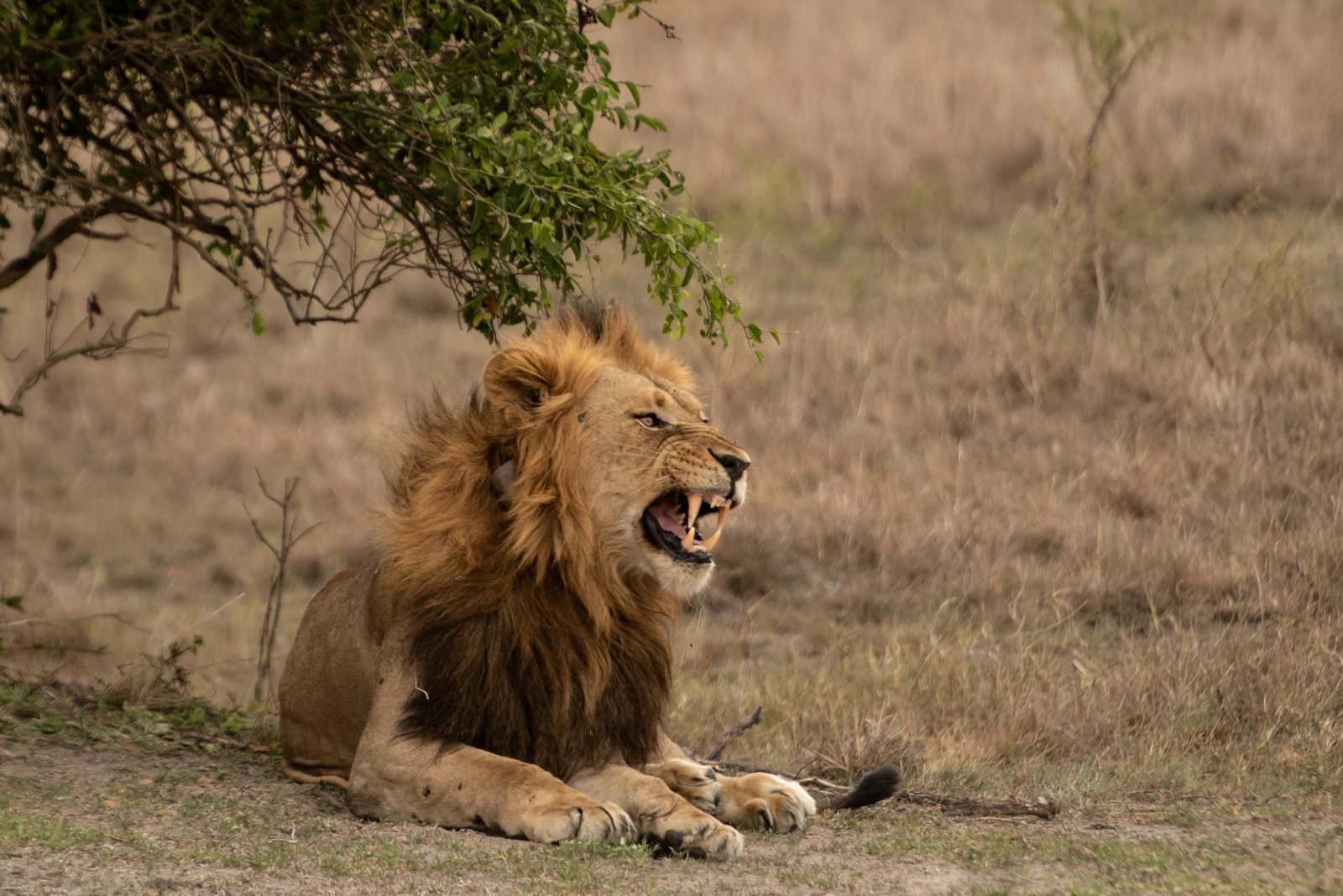 7 Days Rwanda Golden Monkeys, Big Five and Big Cats Safari