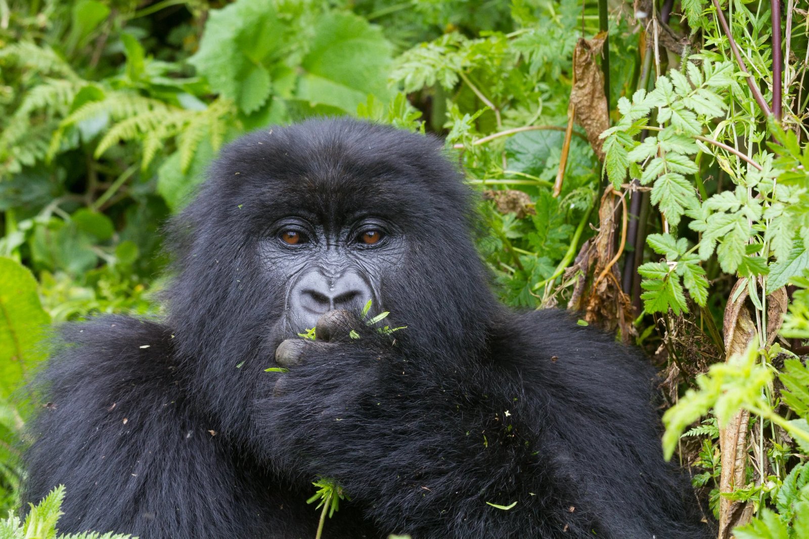 12 Days Rwanda Adventure Safari experience
