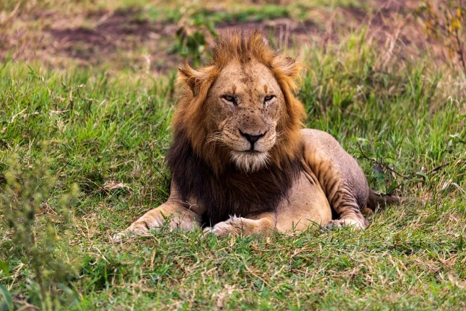 Queen Elizabeth National Park