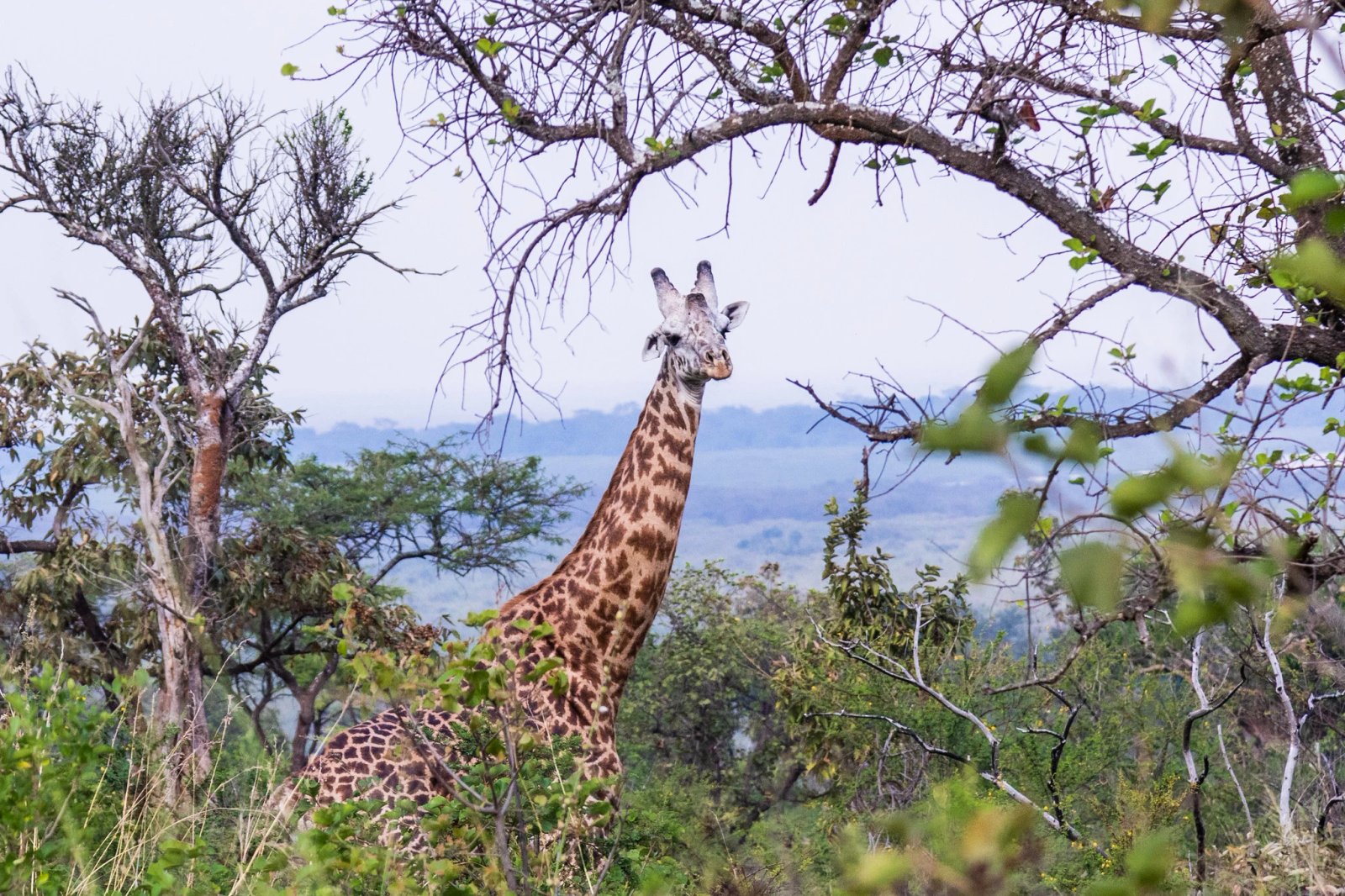 Akagera National Park