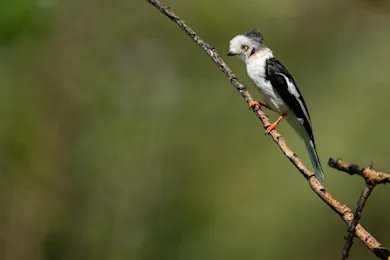 10 Day Uganda Bird Watching Safari