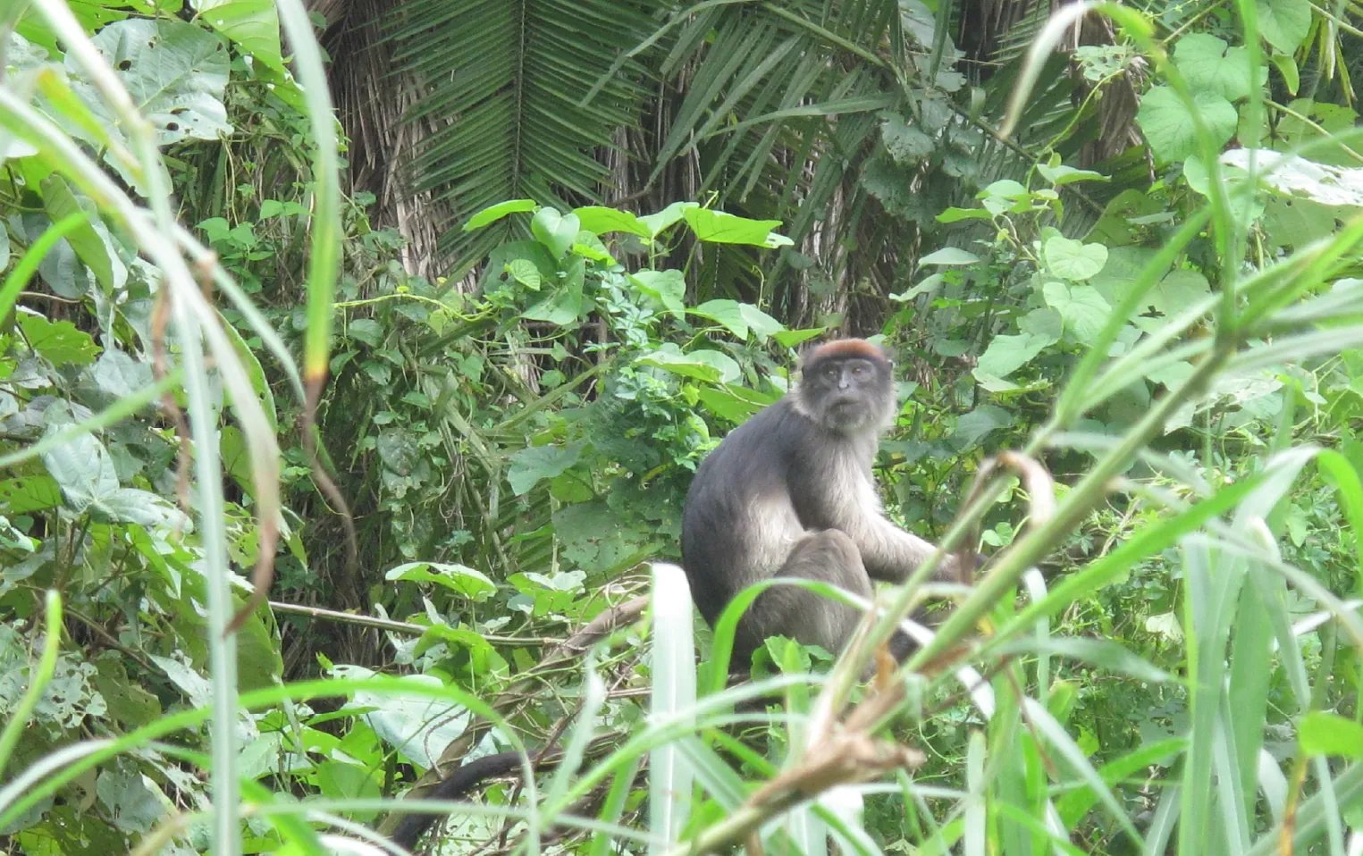 5 Day Primates, Gorilla and Chimpanzee Trekking Safari