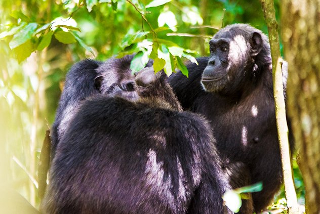 16 Days Uganda Big Five Wildlife, Chimps and Gorilla Hightlights Safari