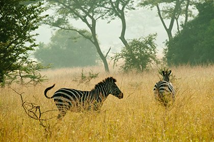 uganda safari holiday packages