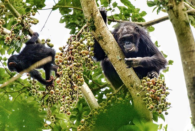 3 Days Nyungwe Forest Chimpanzees Tour