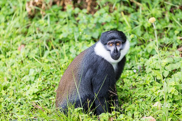 8 Days Rwanda Gorilla and Primates Adventure Safari