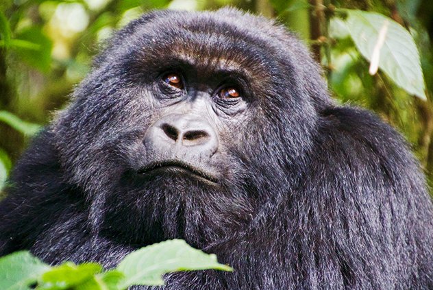 4 Days Chimps and Gorilla Safari Rwanda