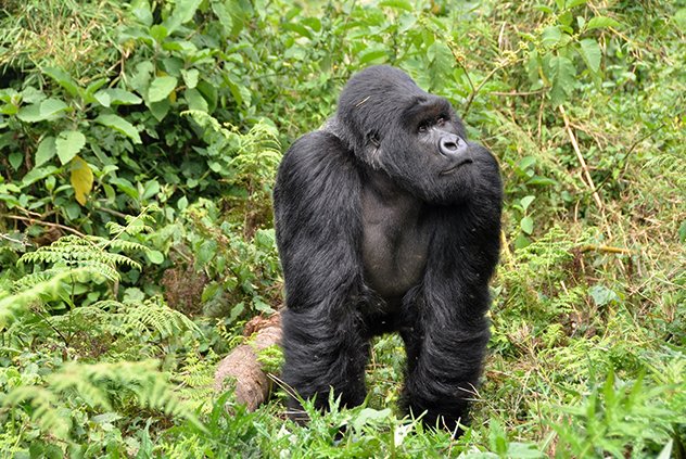 3 Days Rwanda Gorilla Trekking