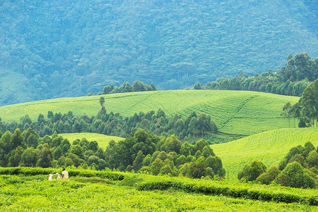 3 Days Nyungwe Forest Chimpanzees Tour