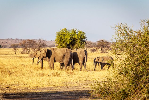11 Days Best of Tanzania Safari Holiday