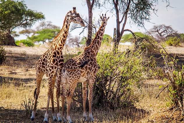 8 Days Classical Tanzania Safari