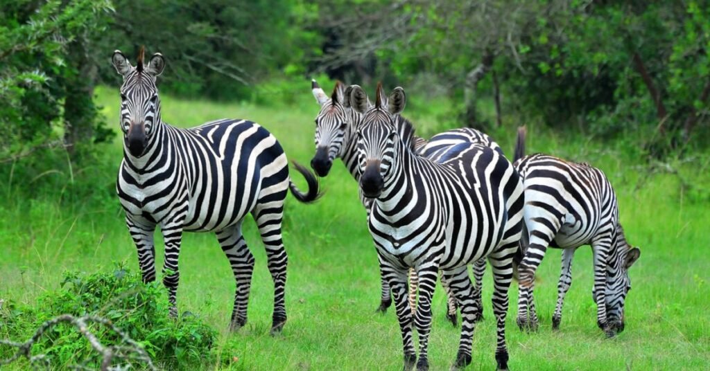 top safari destinations in Uganda