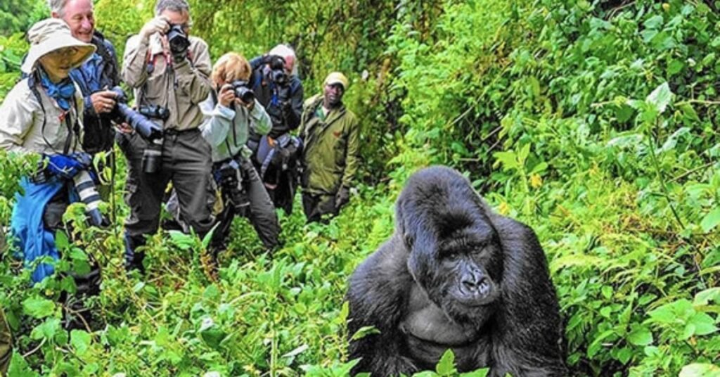 mountain gorilla trekking