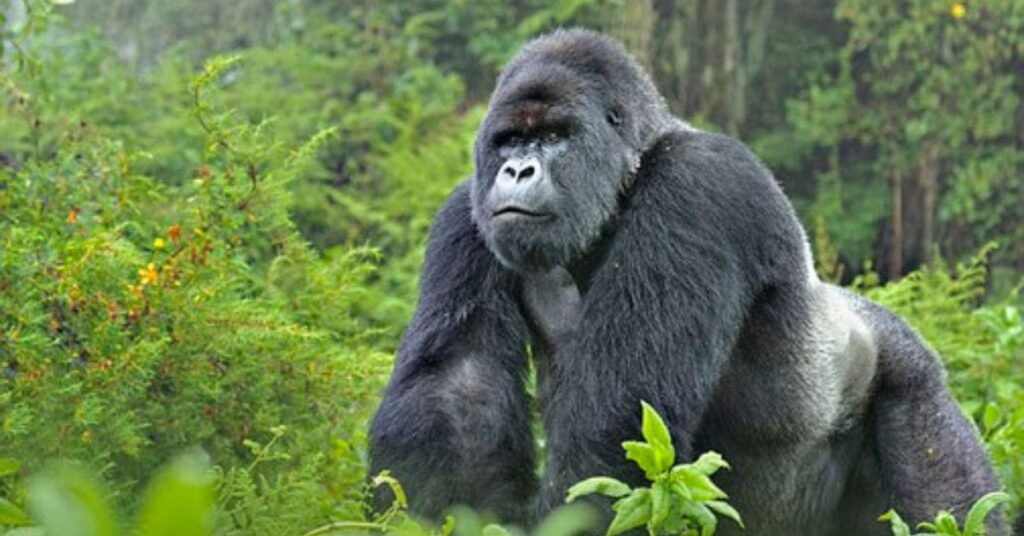 mountain gorilla trekking